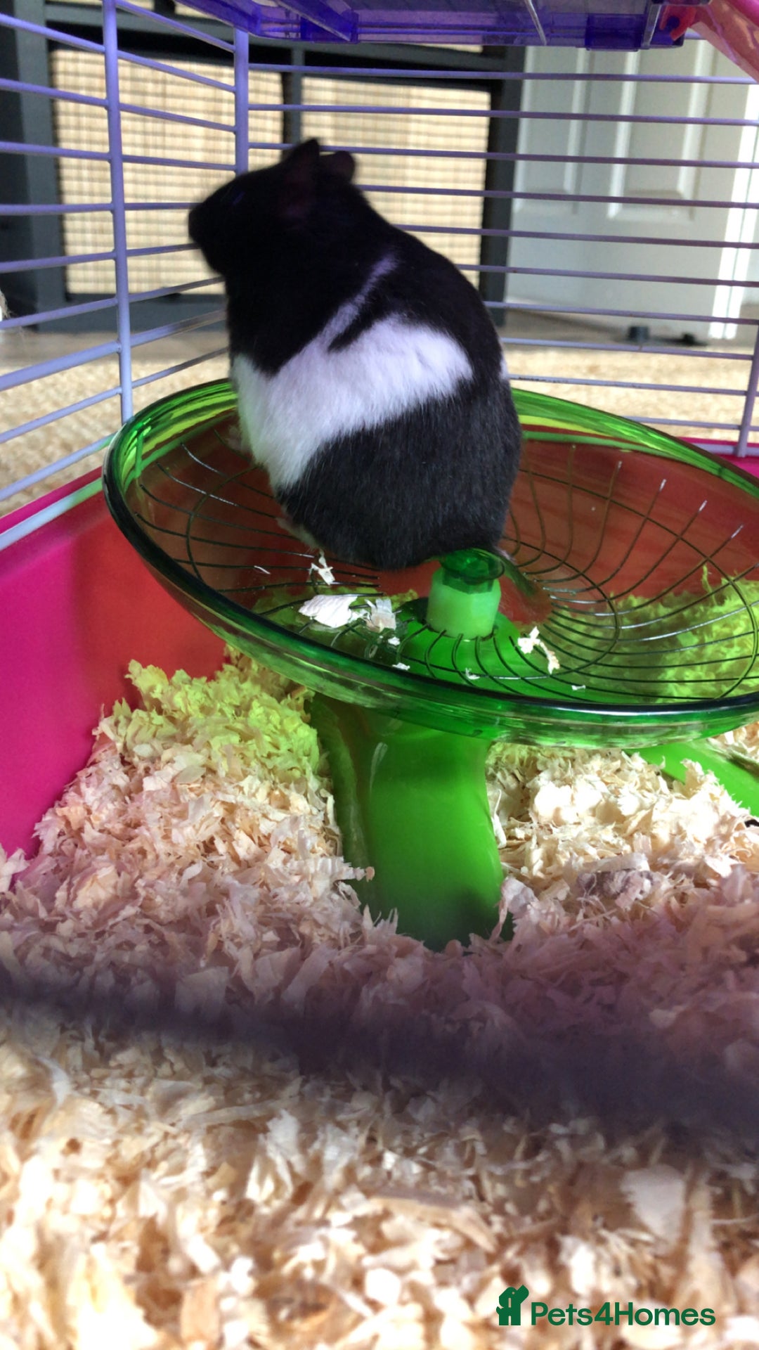 Hamster rodents for sale: Blitzo - Image 5