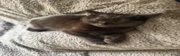 British Shorthair cats for sale: 2 female kittens - FREE - Advert 2