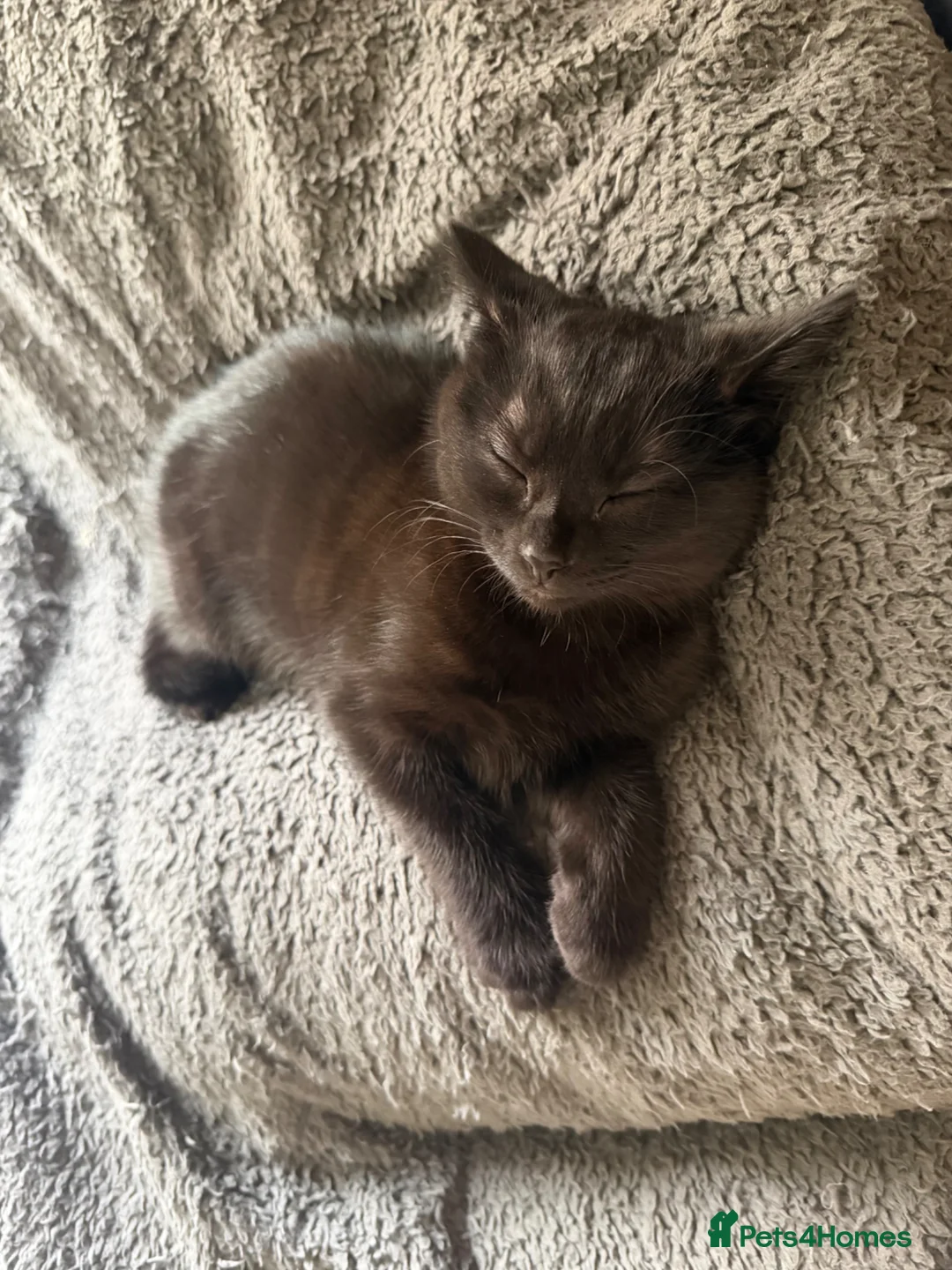 British Shorthair cats for sale: 2 female kittens - FREE - Advert 2
