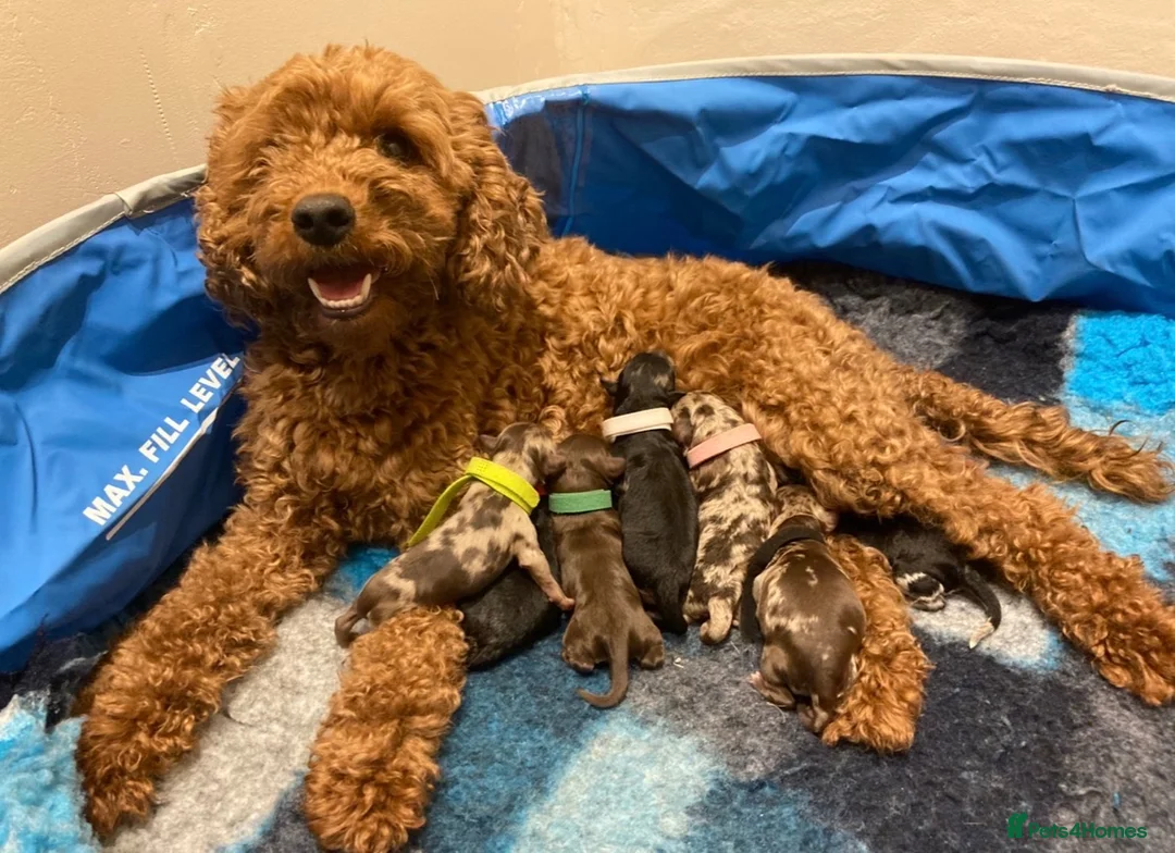 Cockapoo dogs for sale: Bundles of Joy - Advert 15