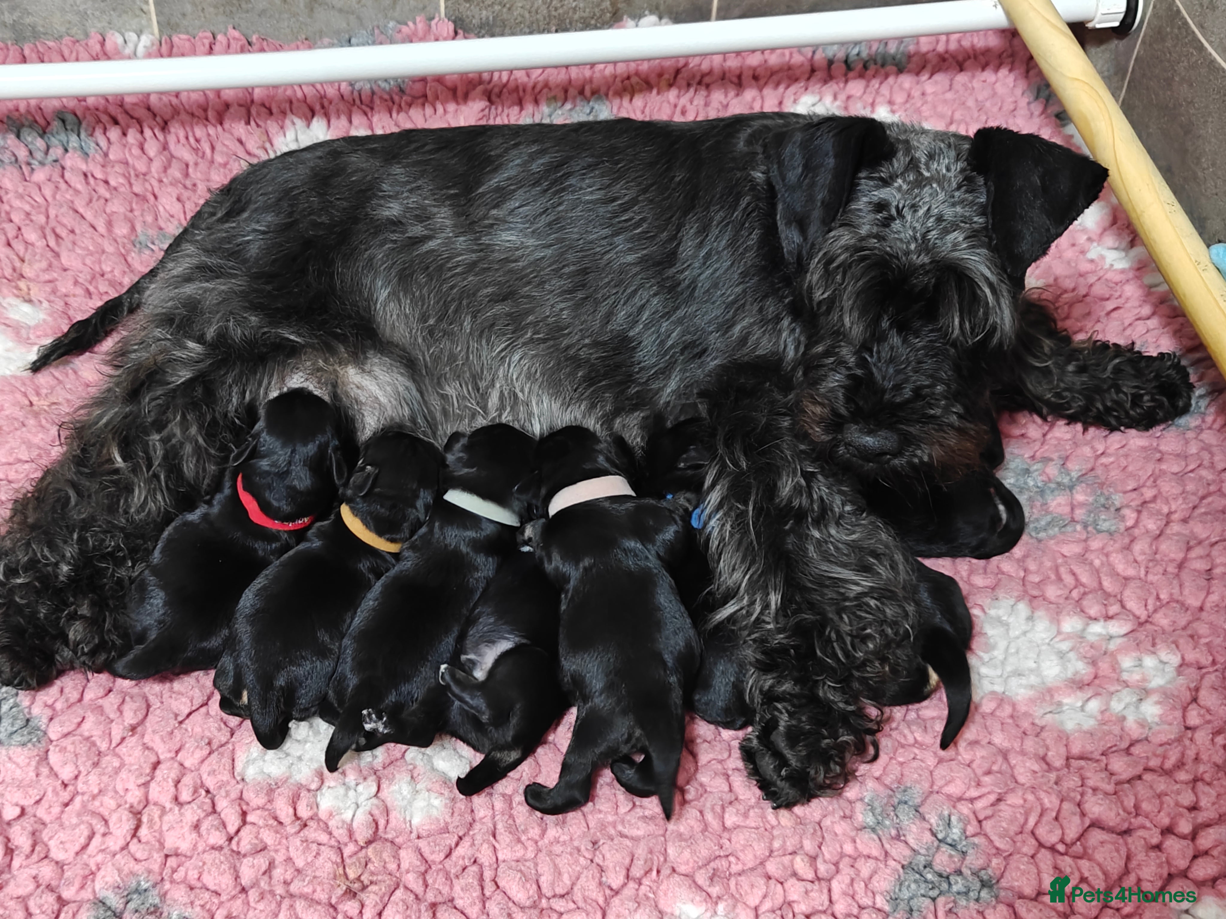 Miniature Schnauzer dogs Beautiful KC Miniature Schnauzer Puppies  - Advert 3