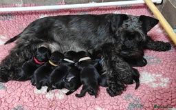 Miniature Schnauzer dogs for sale: Beautiful KC Miniature Schnauzer Puppies  - Image 1