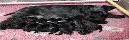 Miniature Schnauzer dogs for sale: Beautiful KC Miniature Schnauzer Puppies  - Advert 1