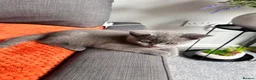 British Shorthair cats for sale: Adorable British Shorthair Boy - Advert 6