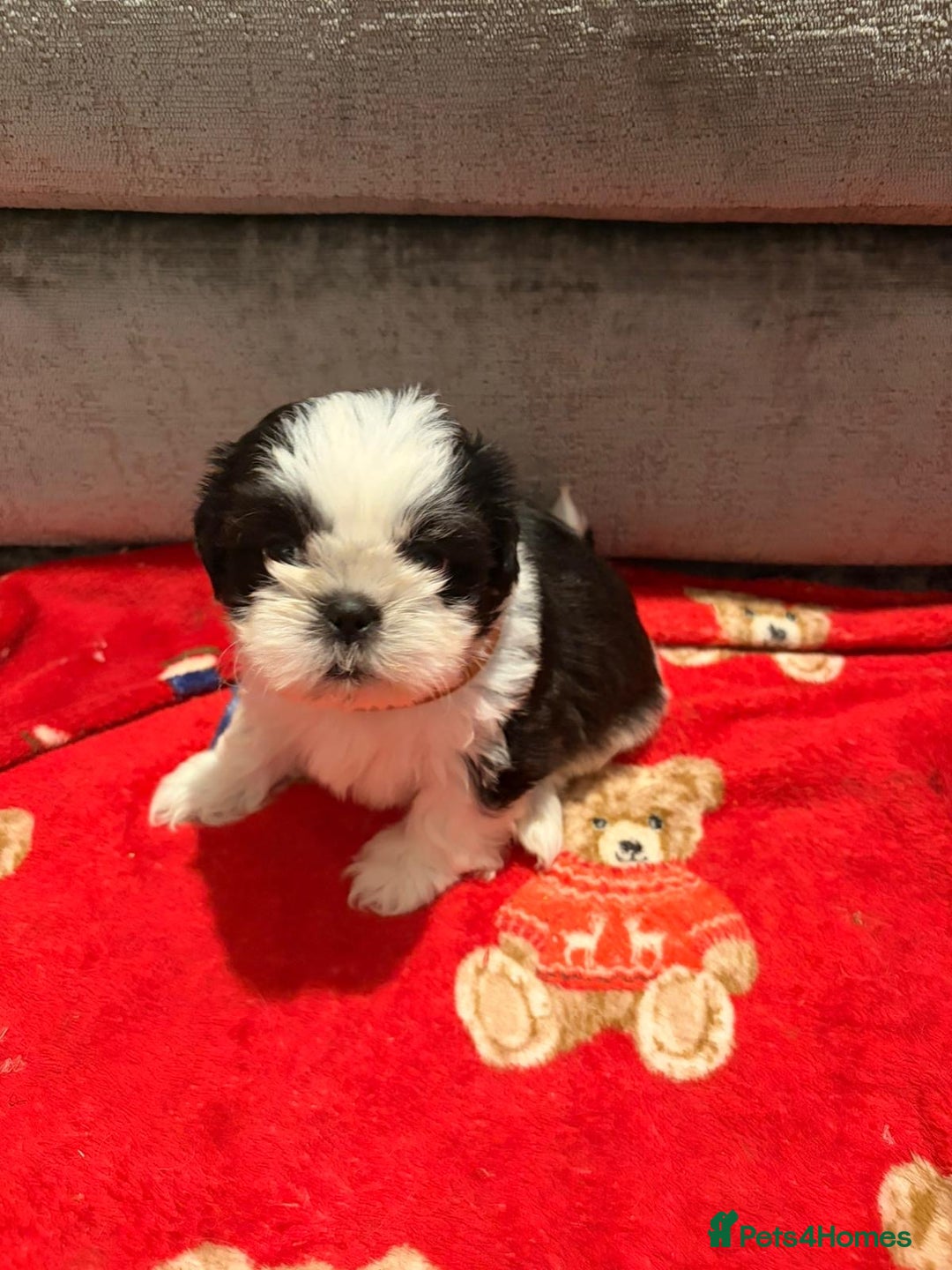 Shih Tzu dogs for sale: Shih Tzu puppies - Advert 6