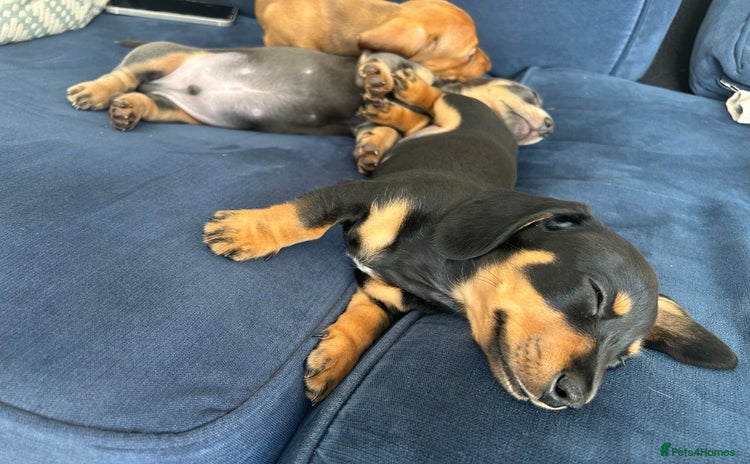 Miniature Dachshund dogs in Banbury - Advert 14