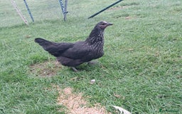 Hens poultry for sale: Point of lay pullets - Image 3