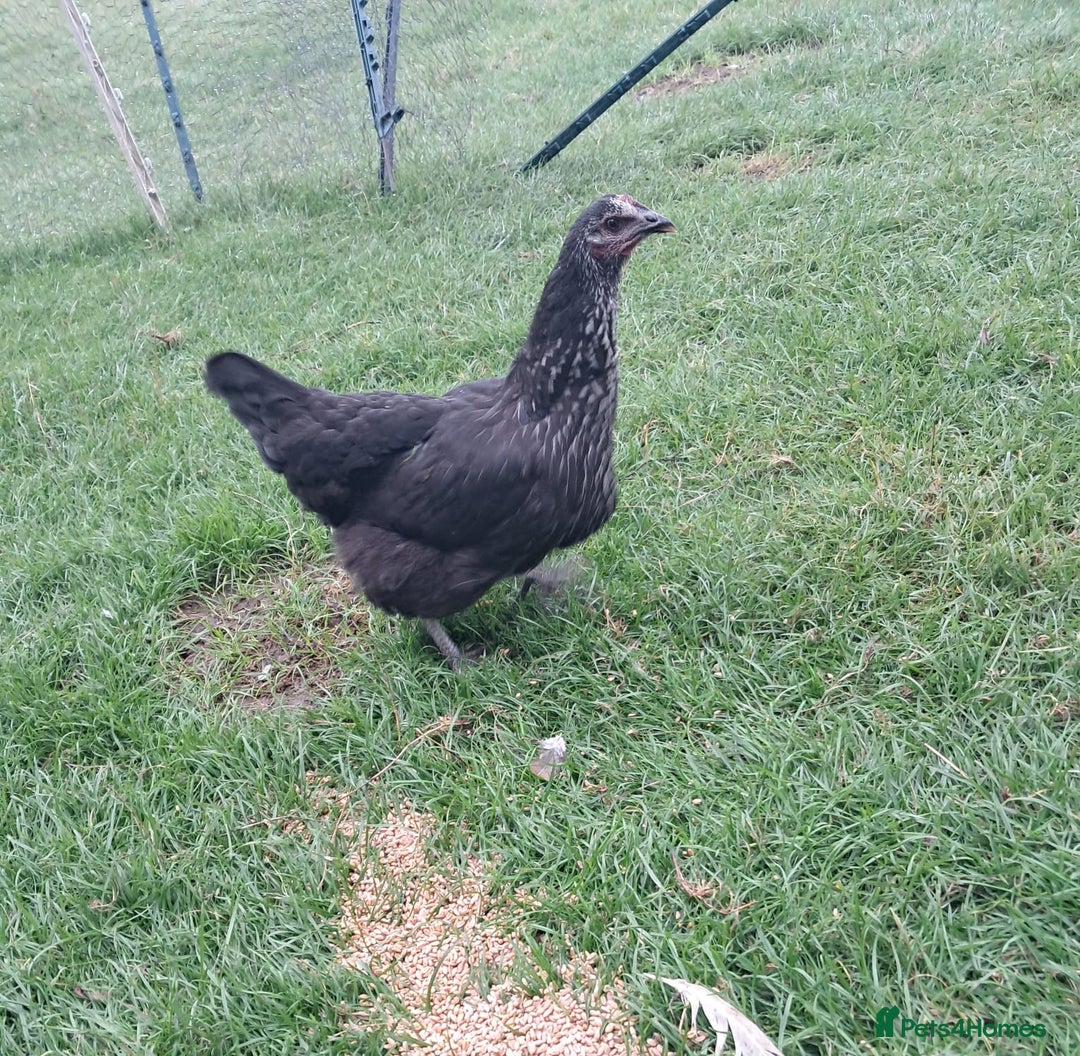 Hens poultry for sale: Point of lay pullets - Image 3
