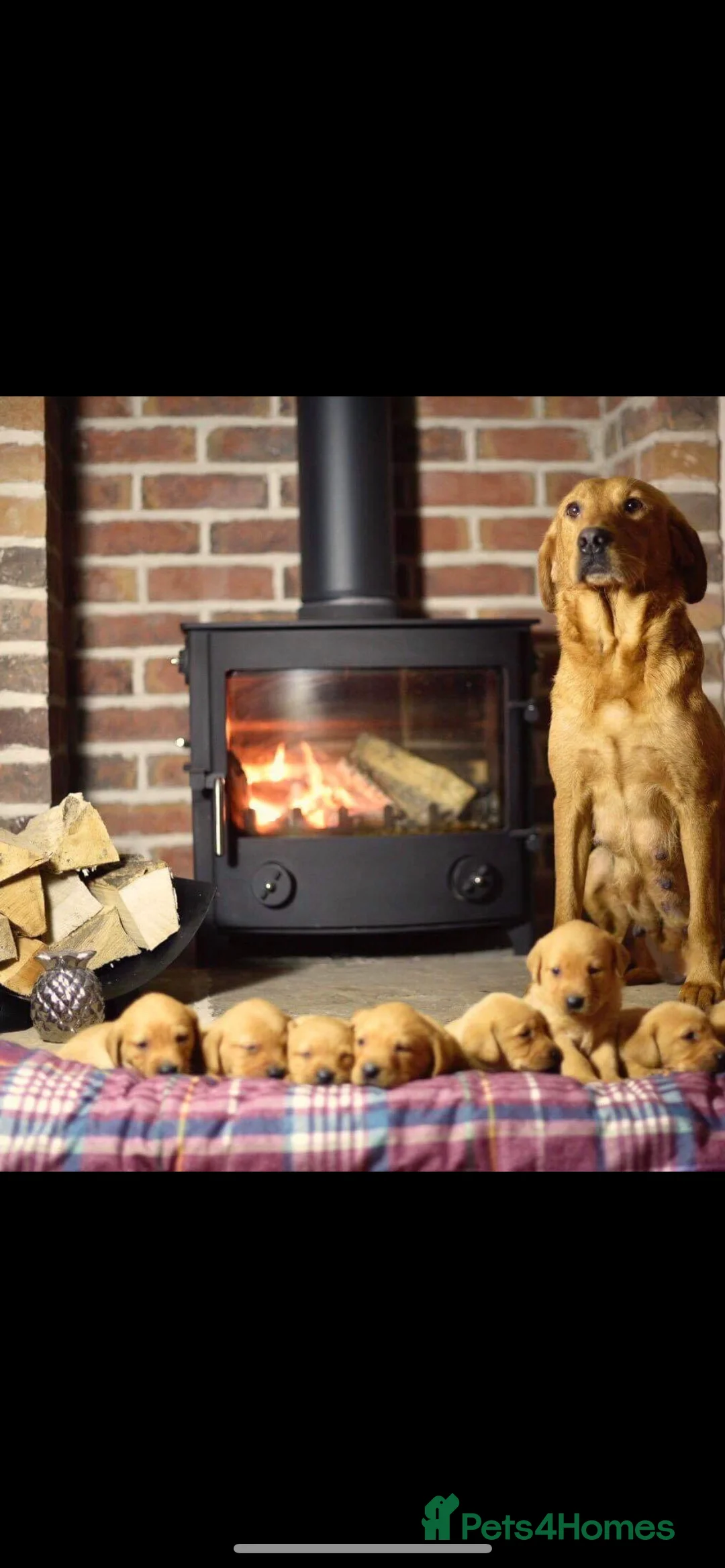 Labrador Retriever dogs for sale: Kennel club registered Labrador puppies  in York - Advert 5