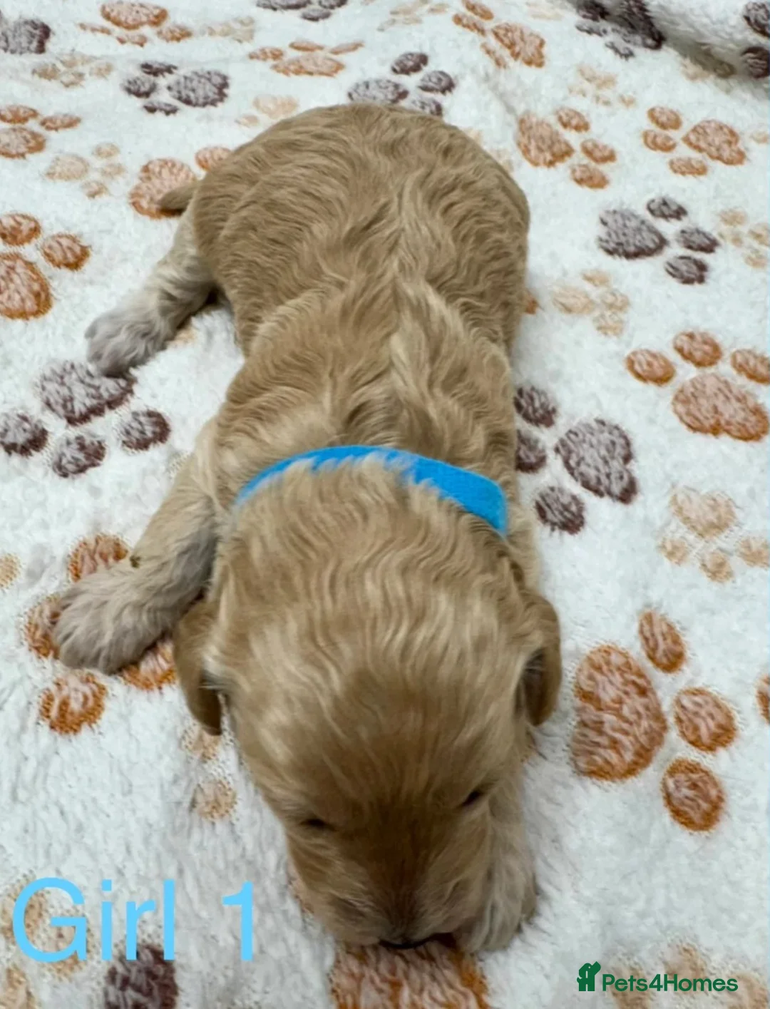 Cavapoo dogs for sale: An Exceptional Offering of F1 Cavapoo Puppies in Croydon - Advert 2