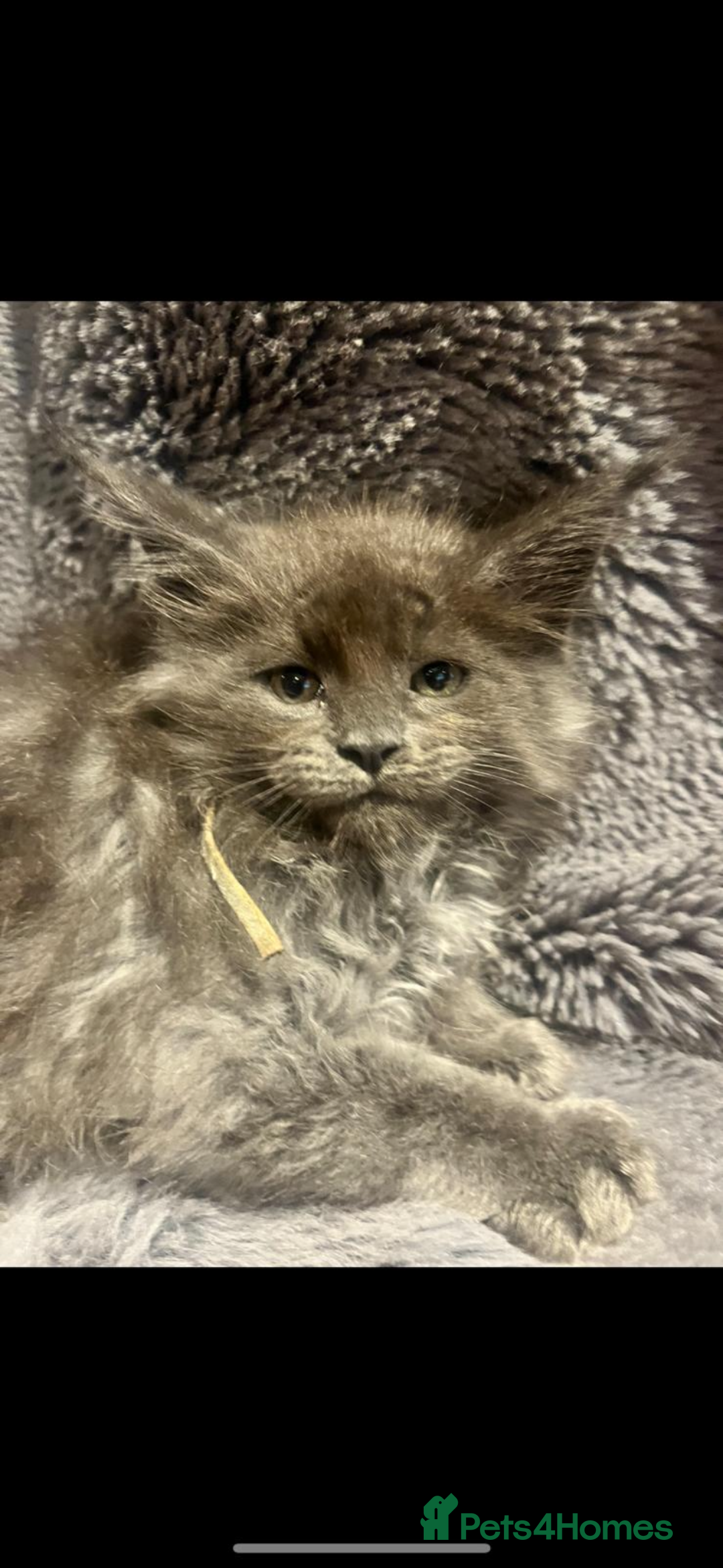 Maine Coon cats for sale: Beautiful Mainecoons blue smoke and black smoke  - Advert 11