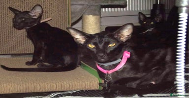 Oriental cats - Advert 13