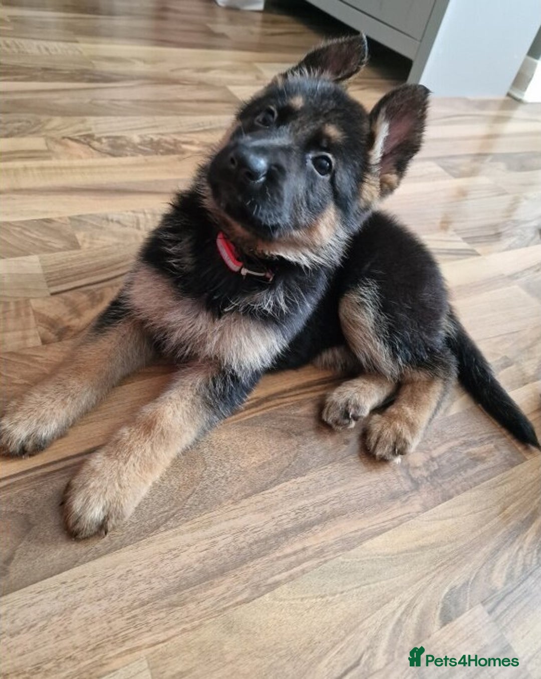 German Shepherd dogs for sale: 🐾🖤 Beautiful German Shepherd Pups for Sale🐶🏡 - Image 4