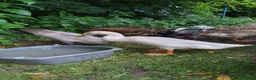 Ducks poultry for sale: Runner Ducks (male) - Advert 4