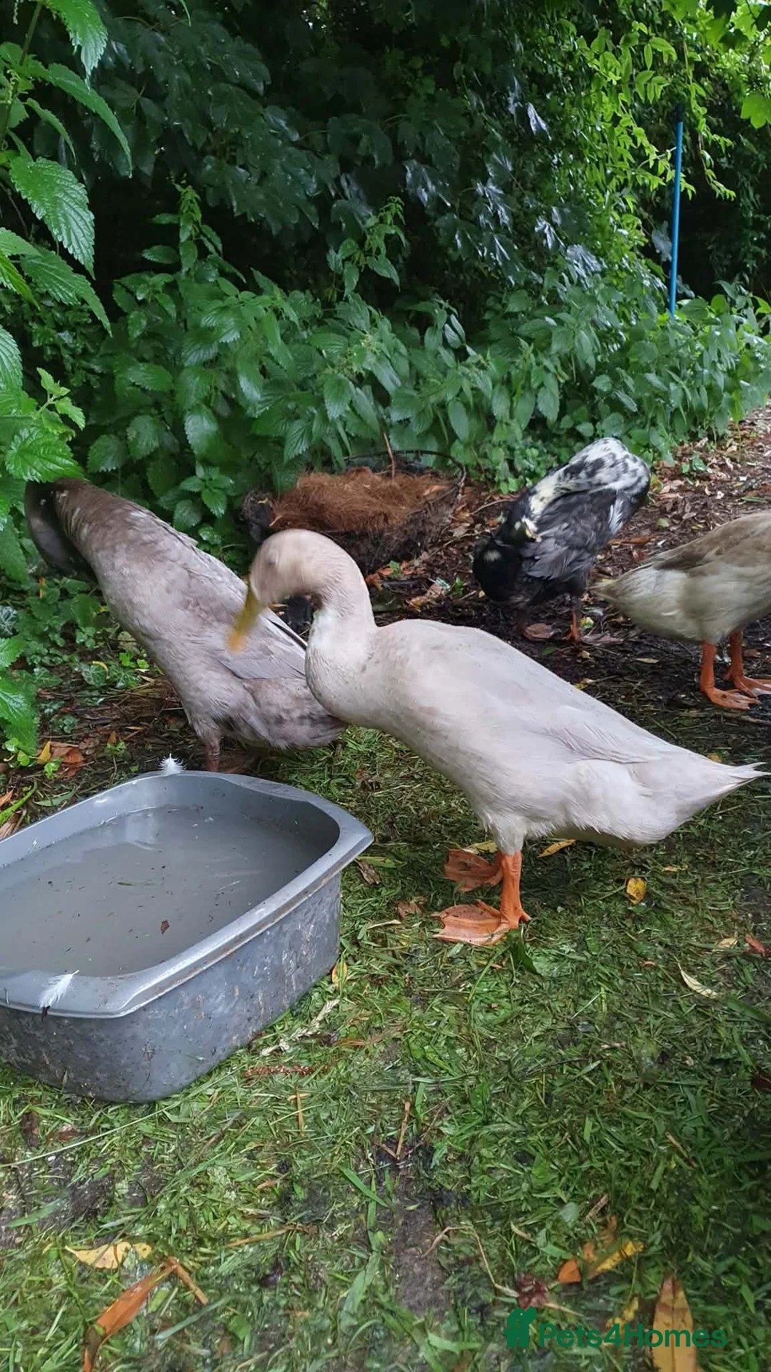 Ducks poultry for sale: Runner Ducks (male) - Advert 4