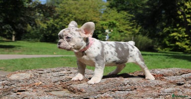 French Bulldog dogs - Advert 8