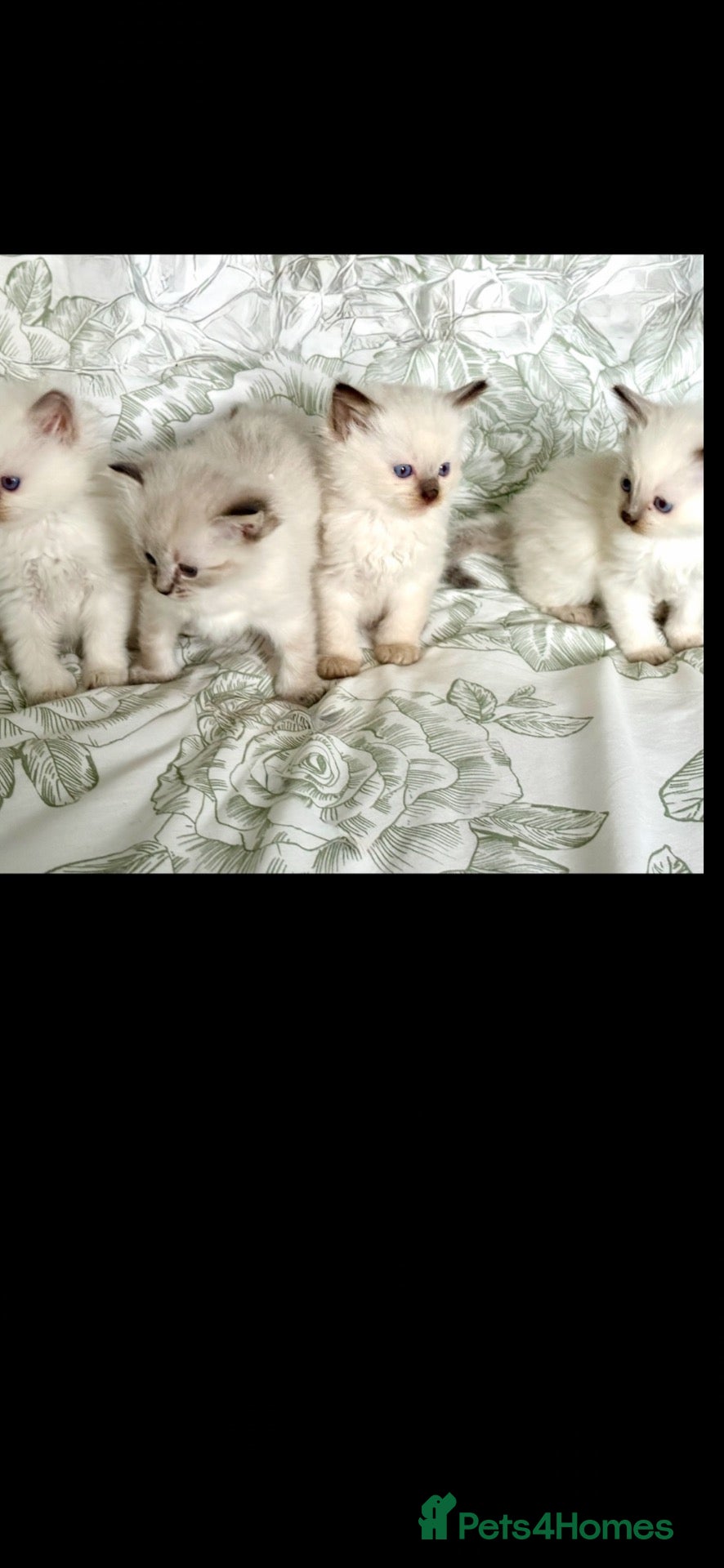 Ragdoll cats 🌺 Exceptional GCCF Babies 🌺 - Advert 16
