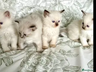 Ragdoll cats 🌺 Exceptional GCCF Babies 🌺 - Advert 16