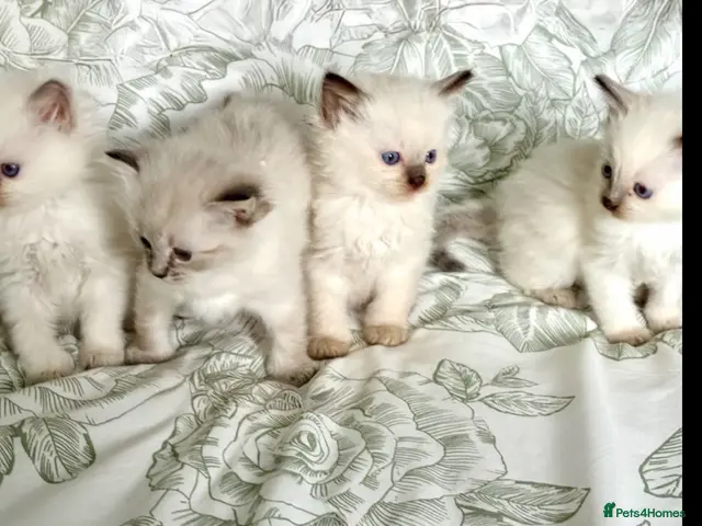 Ragdoll cats 🌺 Exceptional GCCF Babies 🌺 - Advert 14