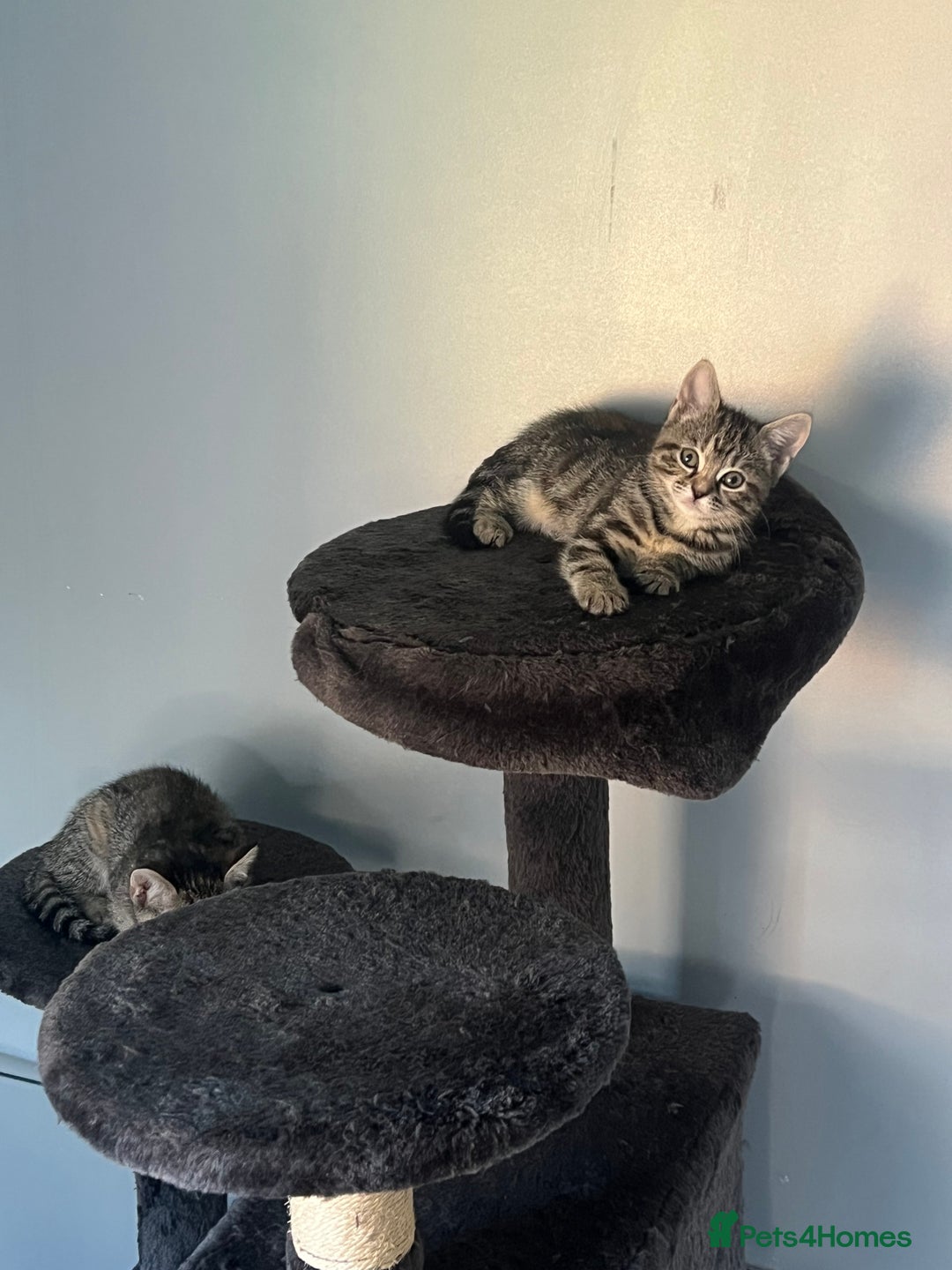 Mixed Breed cats for sale: Half bengal / tabby’s  - Image 13