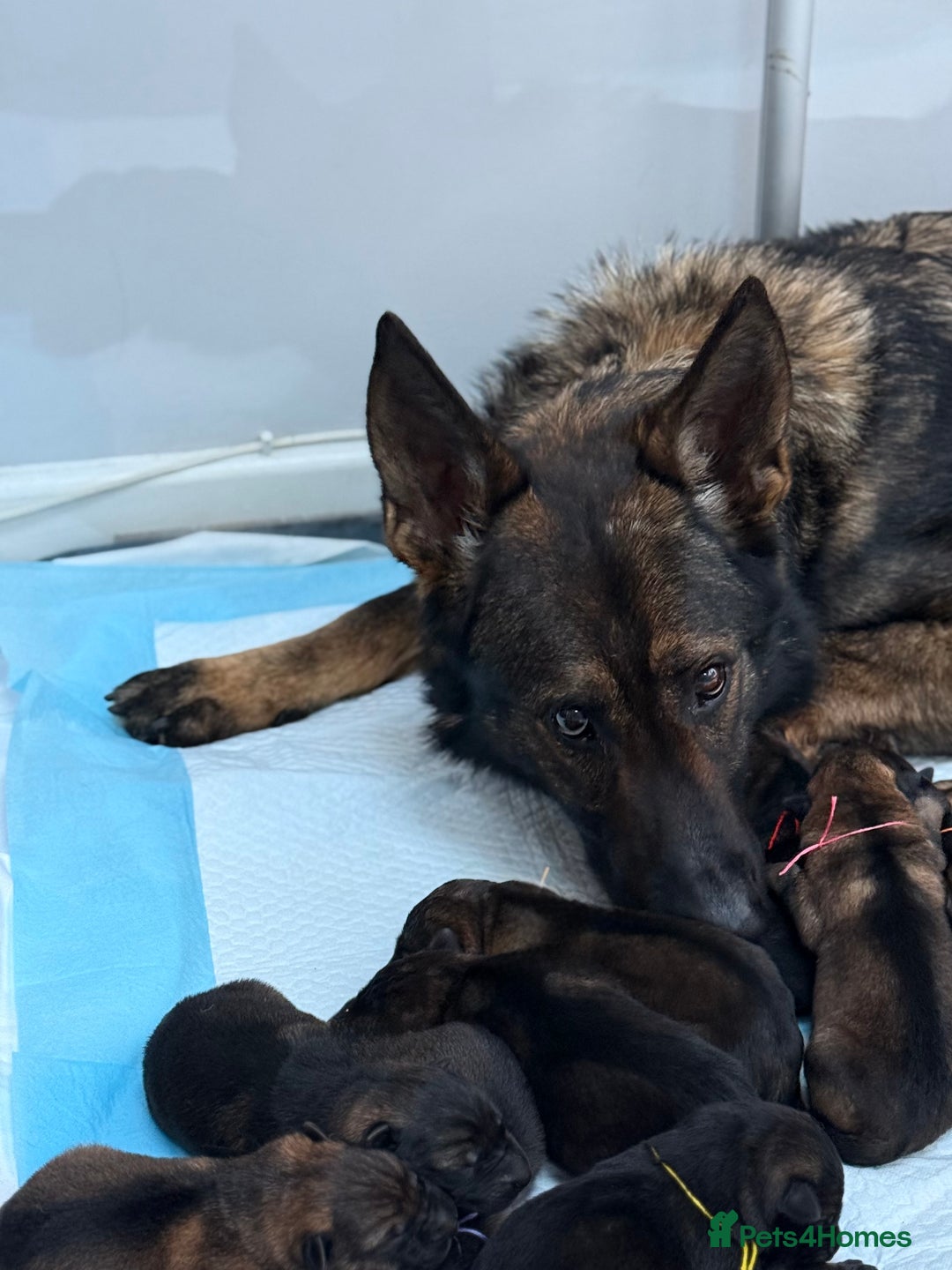 German Shepherd dogs for sale: **TOP QUALITY CZECH GERMAN SHEPHERD PUPS KC REG** - Image 10