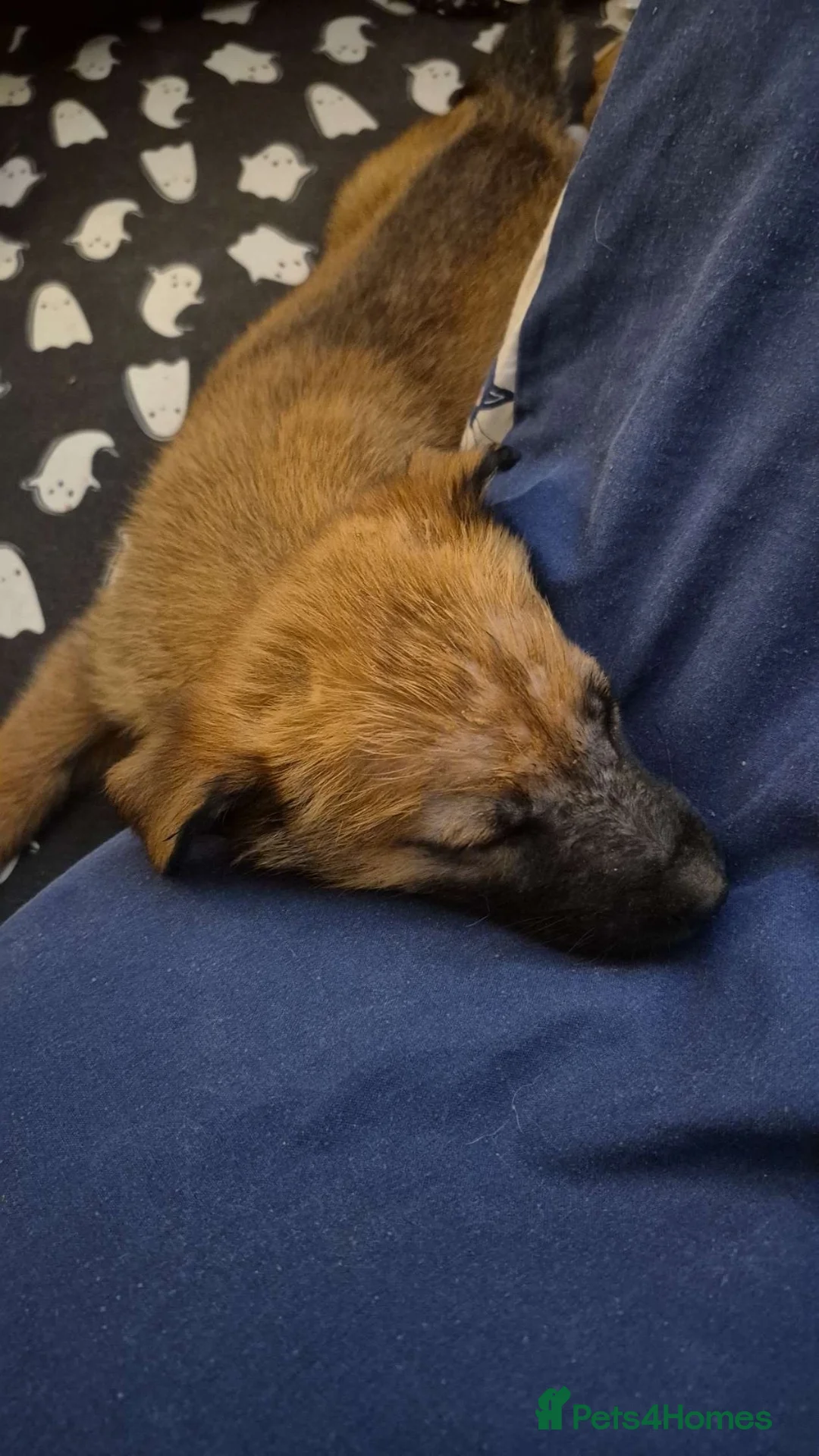 Belgian Shepherd Dog dogs for sale: 12week Belgian Malinois for sale - Advert 2