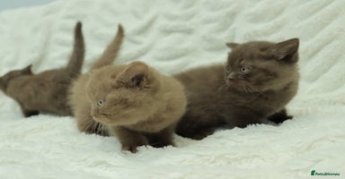 British Shorthair cats Stunning BHS Champions blood lines kittens  - Advert 7