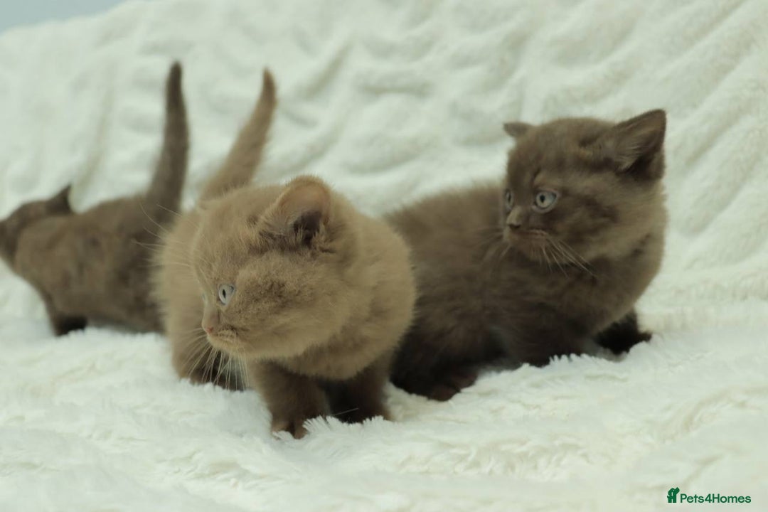 British Shorthair cats for sale: Stunning BHS Champions blood lines kittens  - Advert 5