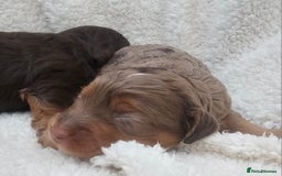 Cockapoo dogs for sale: The best cockapoos  - Image 27
