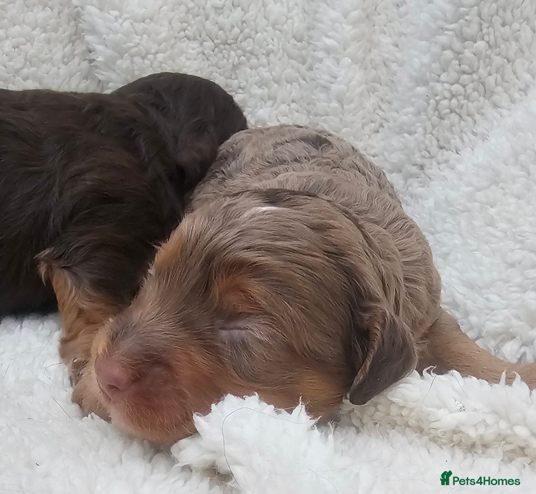 Cockapoo dogs for sale: The best cockapoos  - Image 27