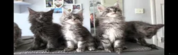 Maine Coon cats for sale: GCCF-registered Maine Coon kittens. - Advert 7