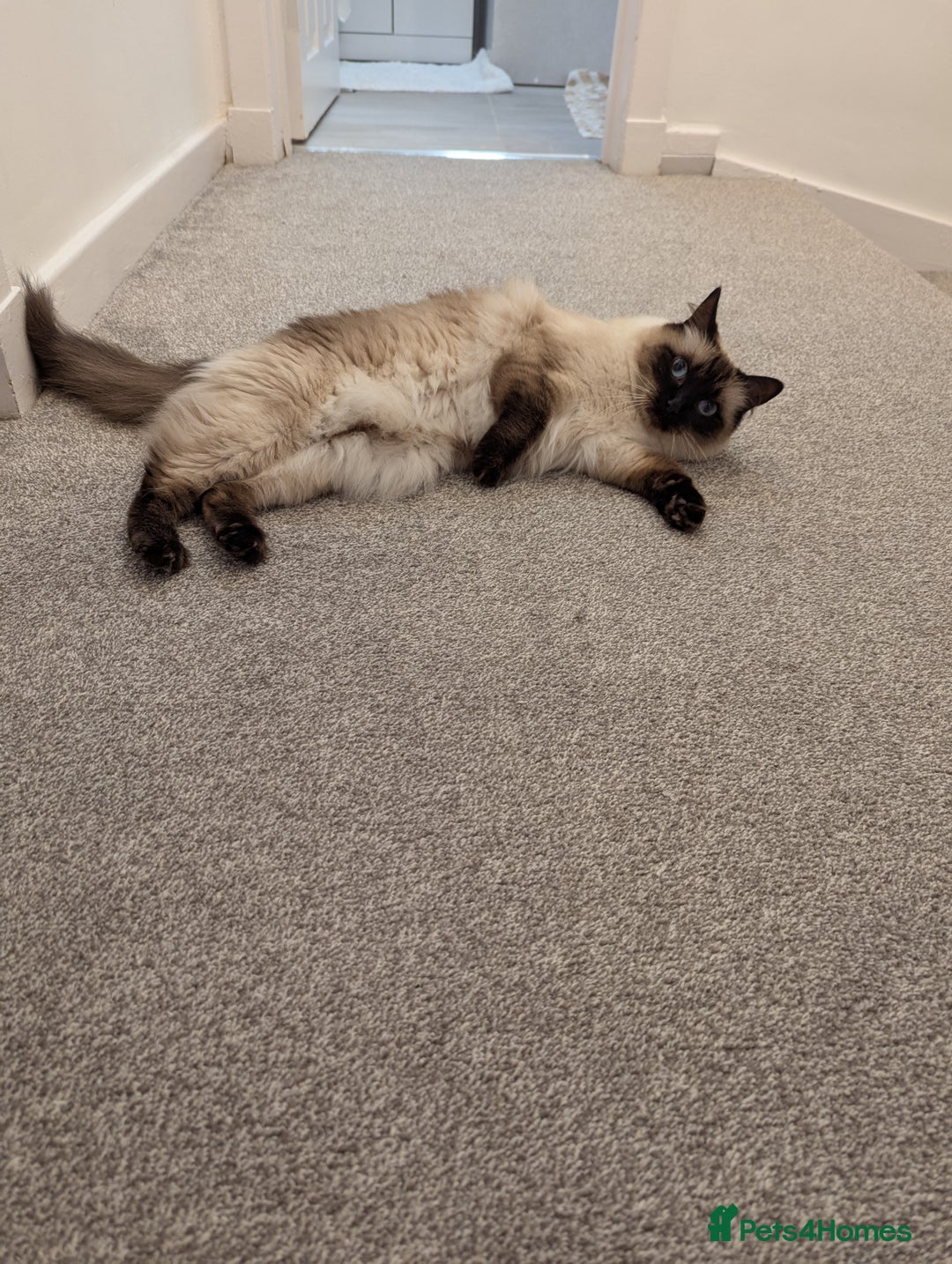 Ragdoll cats for sale: The queen  - Image 3