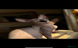 Sphynx cats for sale: 2 sphynx sisters looking for new home TOGETHER  - Image 6