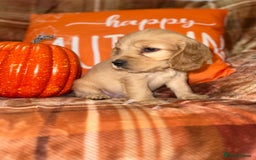 Cocker Spaniel dogs for sale: 🧡💛❤️Stunning KC Show Cocker Spaniels❤️🩷🧡 - Image 22