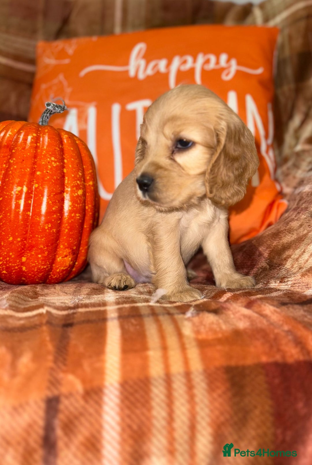 Cocker Spaniel dogs for sale: 🧡💛❤️Stunning KC Show Cocker Spaniels❤️🩷🧡 - Image 22