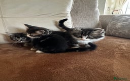Siberian cats for sale: 5 beautiful miniature kittens  - Advert 8