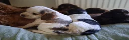 Cocker Spaniel dogs for sale: Beautiful KC Reg Show-Cocker Spaniel puppies  in Doncaster - Advert 19