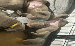 Labrador Retriever dogs for sale: 5 silver Labrador boys, Hackney - Image 6