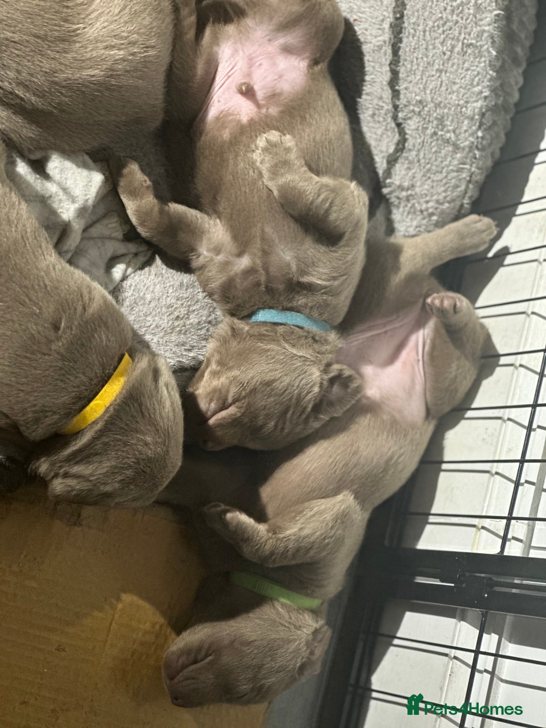 Labrador Retriever dogs for sale: 5 silver Labrador boys, Hackney - Image 6
