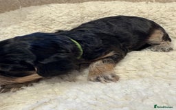 Cockapoo dogs for sale: ✨6 cockapoo puppies looking for forever home ✨ - Image 16