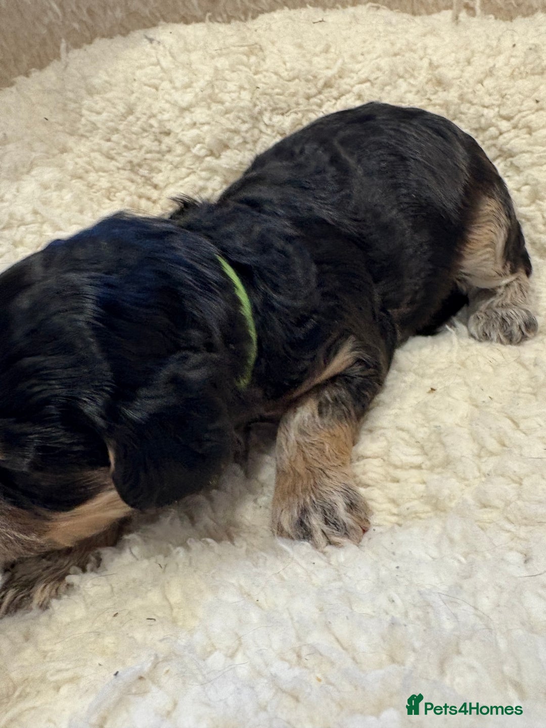 Cockapoo dogs for sale: ✨6 cockapoo puppies looking for forever home ✨ - Image 16