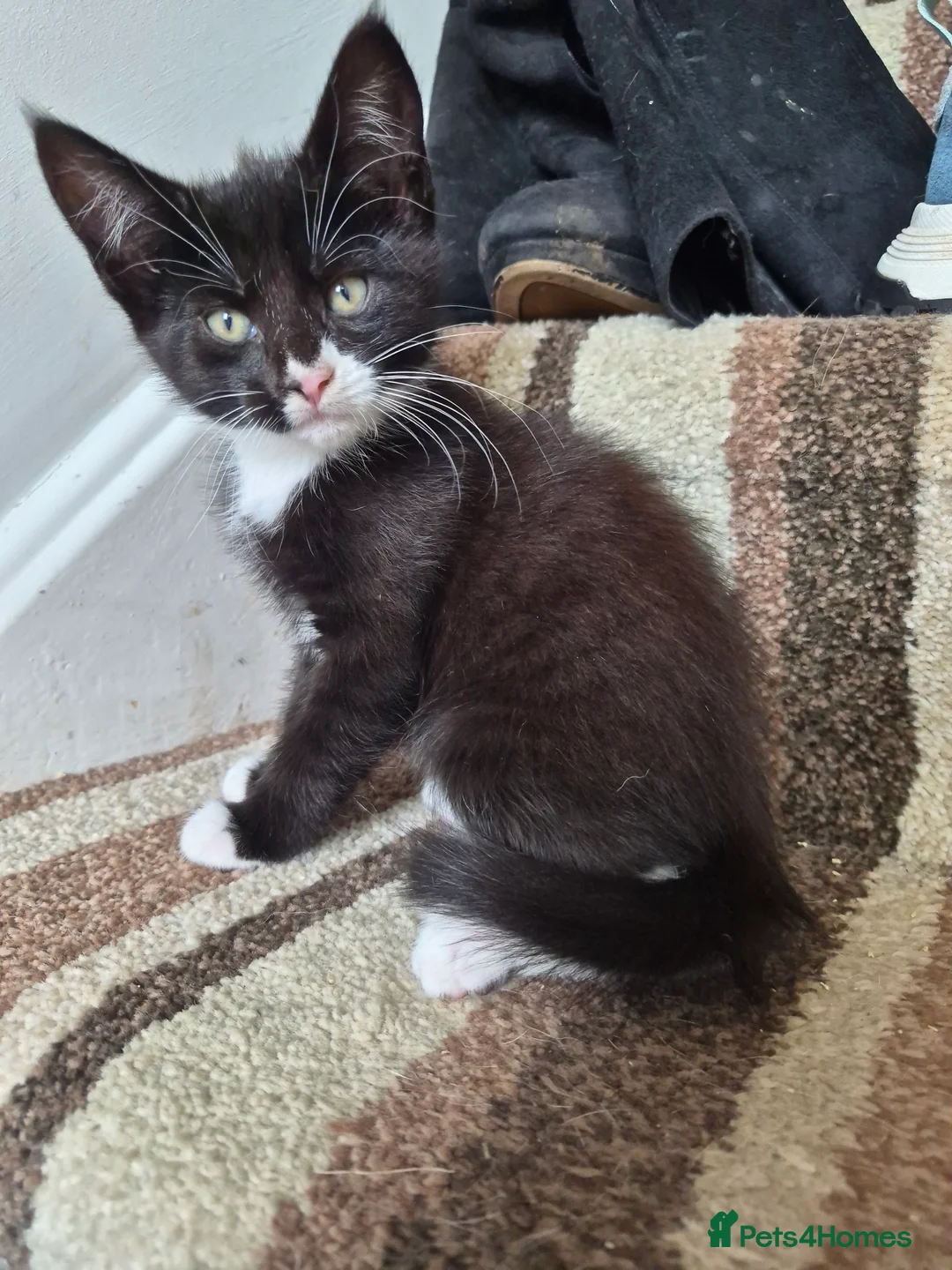 Mixed Breed cats for sale: Mixed race kittens for sale.  - Advert 2