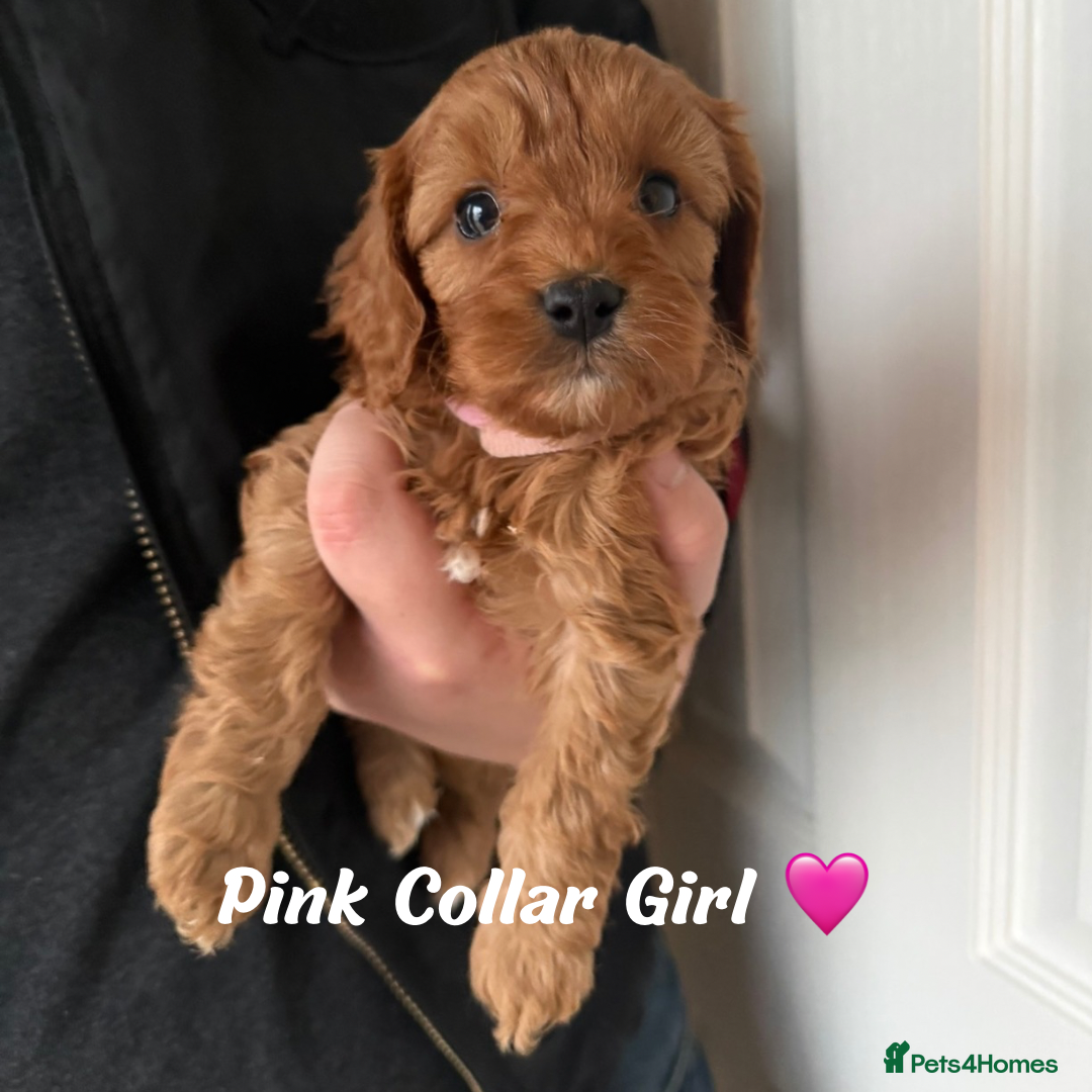 Cavapoo dogs for sale: Red F1 Cavapoo Puppies  - Advert 2