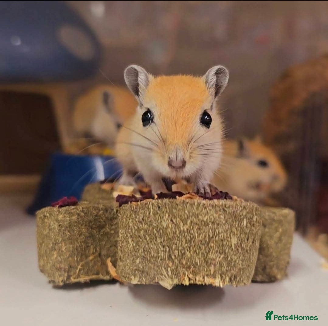 Gerbil rodents Baby gerbils boys and girls mixed colours  - Advert 1