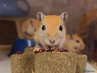 Gerbil rodents Baby gerbils boys and girls mixed colours - Advert 1