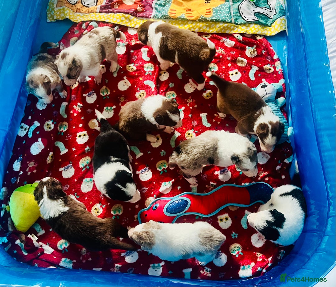 Border Collie dogs for sale: 3 left🐾Ready to leave in 2 weeks🐾Border Collie🐾 - Image 5