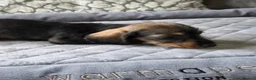 Dachshund dogs for sale: 🐾 5 Wired-Haired Dachshund Puppies for Sale 🐾 - Advert 10