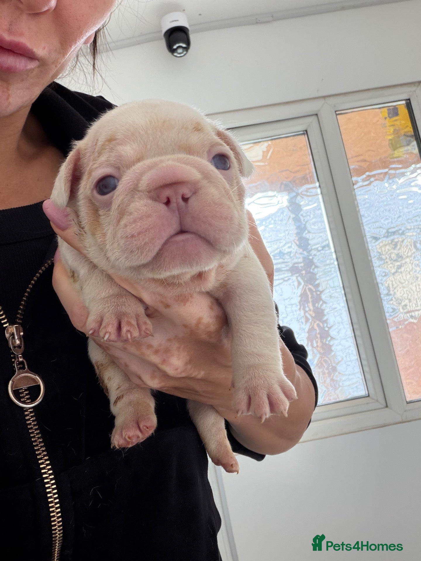 French Bulldog dogs New Shades Puppies/ DNA 🧬 Tested Parents  - Advert 1
