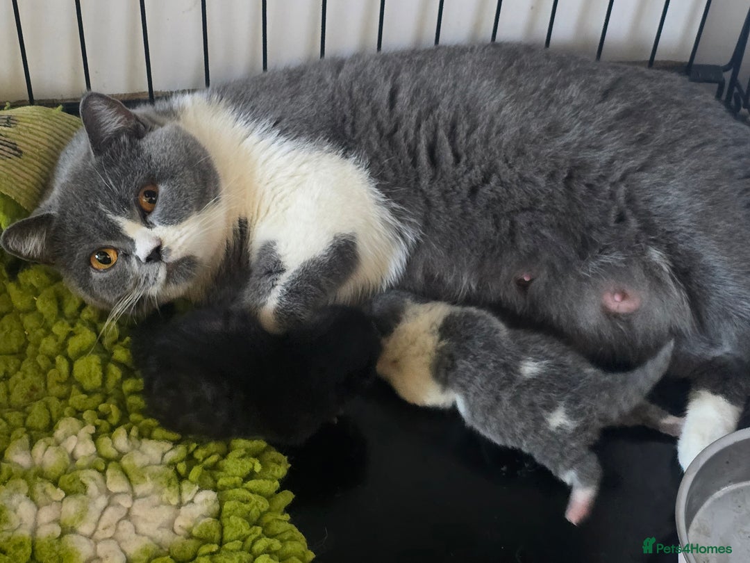 British Shorthair cats for sale: ONE GIRL LEFT GCCF reg BSH kittens - Image 23
