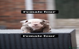 English Bulldog dogs for sale: English bulldog pups for sale  - Image 29